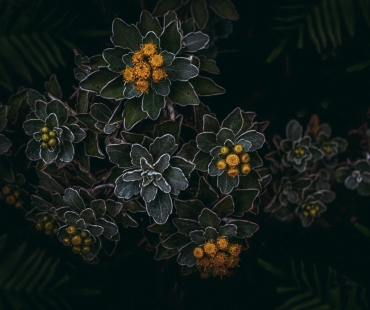 plant-4627988.jpg