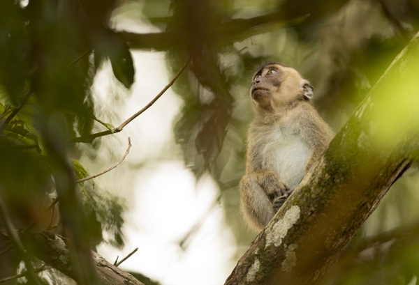 borneo-vladimir-lemberk.jpg