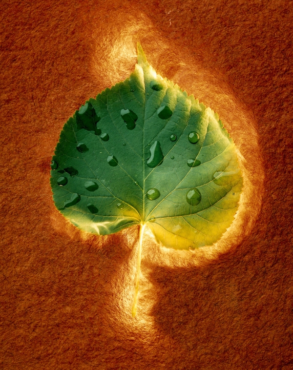 list-light.jpg