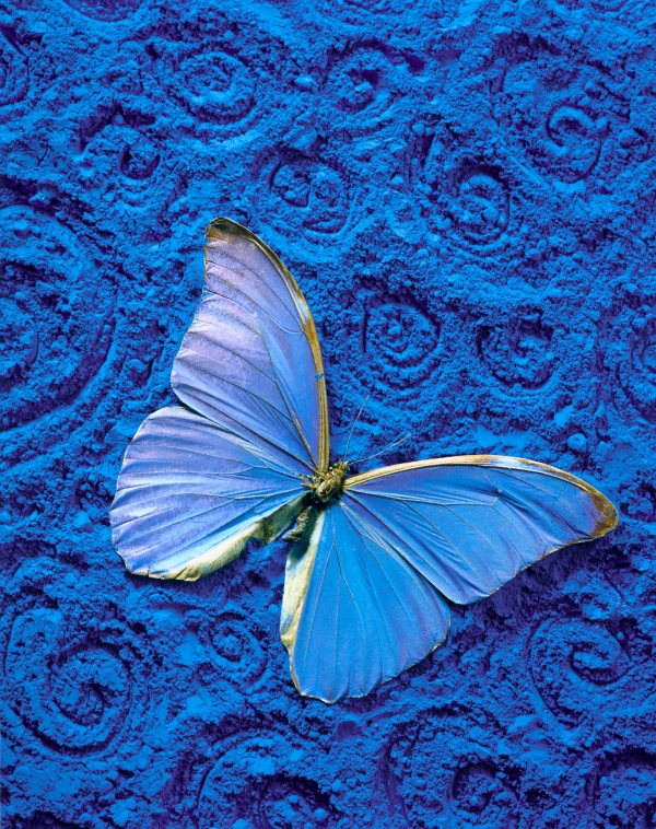 motyl-opraven.jpg