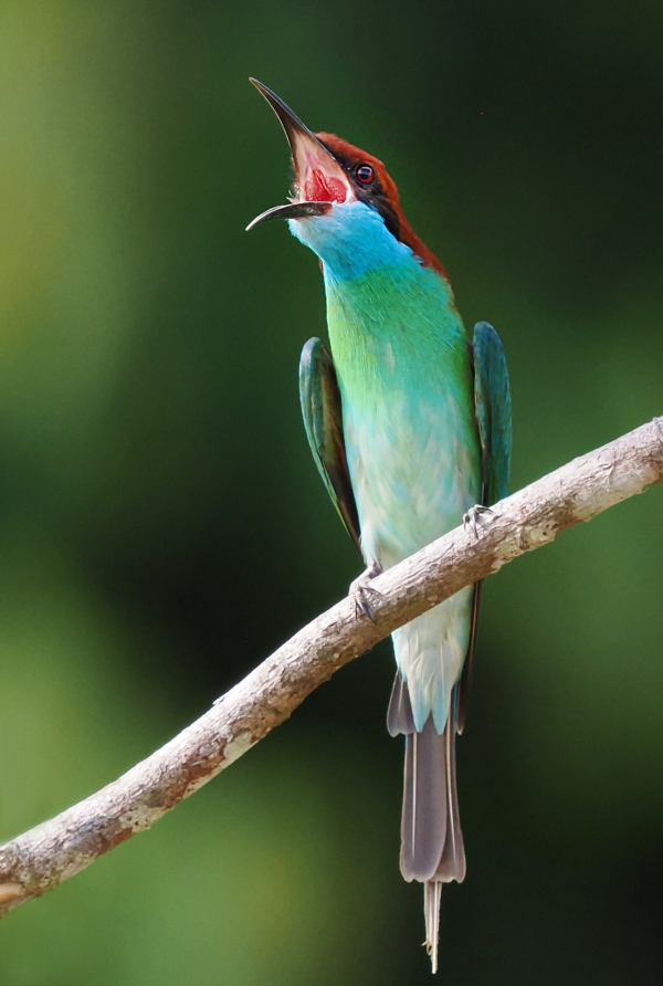 borneo-lemberk-merops-viridis-24-02.jpg