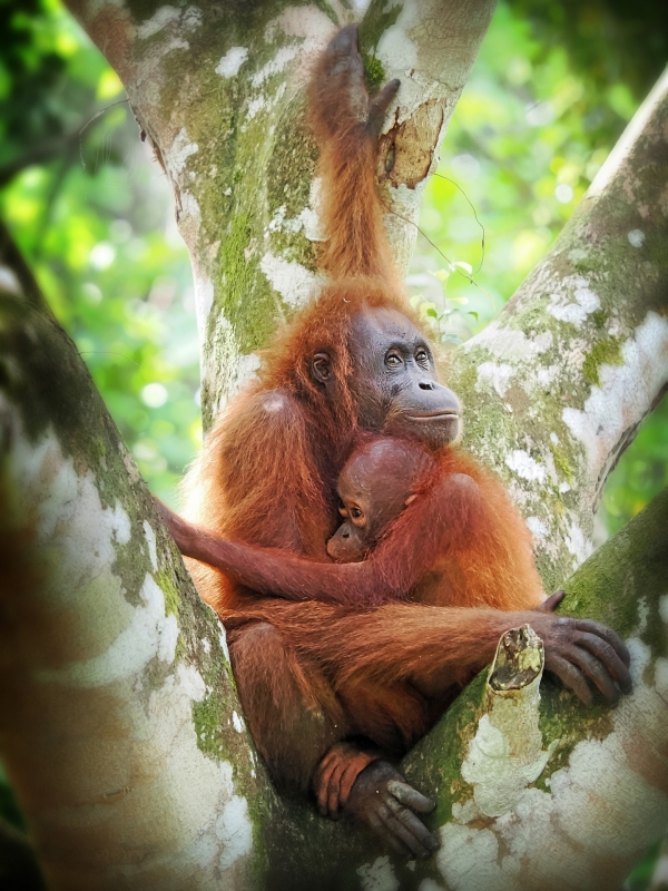 borneo-lemberk-pongo-pygmaeus-24-04.jpg