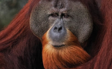 borneo-lemberk-pongo-pygmaeus-24-21.jpg