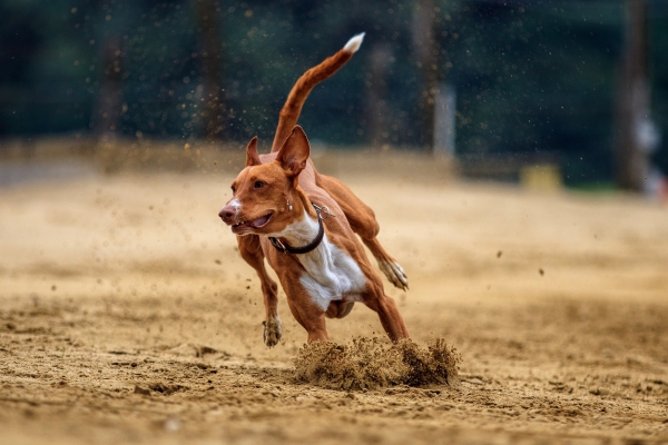 dog-3493651.jpg