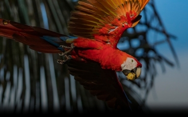 screenshot-2024-10-12-at-08-22-48-birdphotography-gitzo.jpg