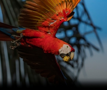 screenshot-2024-10-12-at-08-22-48-birdphotography-gitzo.jpg