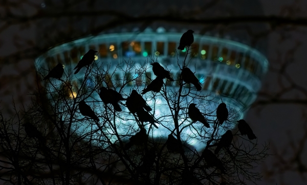 -ber5531-corvus-cornix-nef-dxo-deepprime.jpg