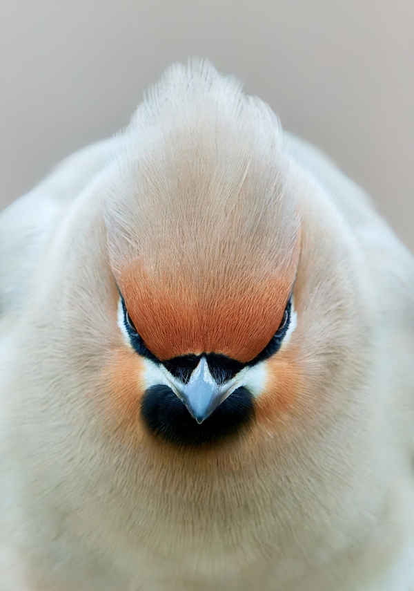 -ccz3973-bombycilla-garrulus-nef-dxo-deepprimexd-corr.jpg