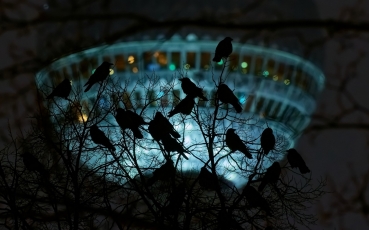 -ber5531-corvus-cornix-nef-dxo-deepprime.jpg
