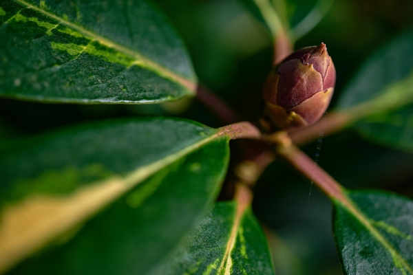 027-recenze-tamron-90-mm-f2-8-di-iii-macro-vxd.jpg