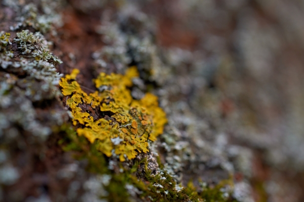 035-recenze-tamron-90-mm-f2-8-di-iii-macro-vxd.jpg