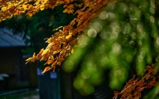 008-recenze-tamron-90-mm-f2-8-di-iii-macro-vxd.jpg