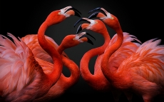 Pedro-Jarque,-Spain,-Entry,-Open,-Nature-Wildlife,-2016-Sony-World-Photography-Awards