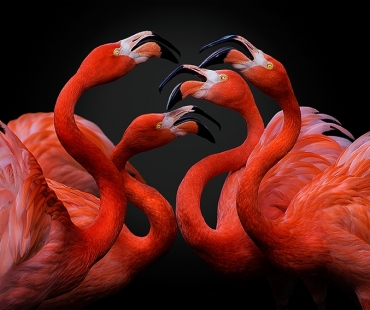 Pedro-Jarque,-Spain,-Entry,-Open,-Nature-Wildlife,-2016-Sony-World-Photography-Awards