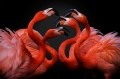 Pedro-Jarque,-Spain,-Entry,-Open,-Nature-Wildlife,-2016-Sony-World-Photography-Awards