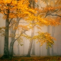 tomas-morkes-8.jpg