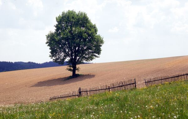 vitezslav-motl-krajina-s-osamelym-stromem-v-okoli-krnska,-ceska-republika.jpg