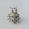 boris-zavada-1.jpg