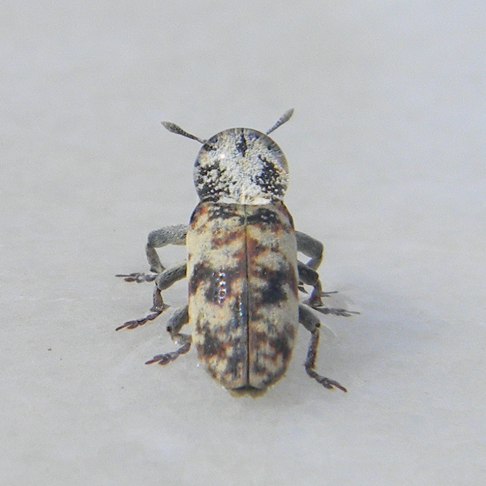 boris-zavada-1.jpg