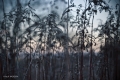 filip-radosta-mystical-plants.jpg