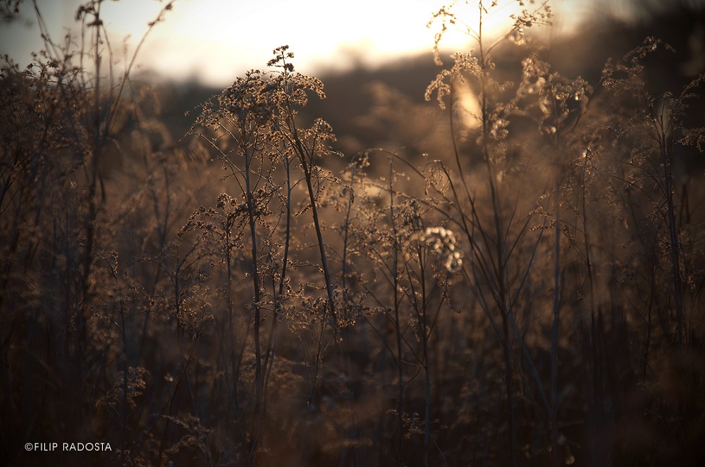filip-radosta-wonderfulgrass.jpg