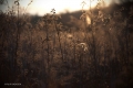 filip-radosta-wonderfulgrass.jpg