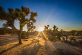 jan-bogdan-joshua-tree.jpg