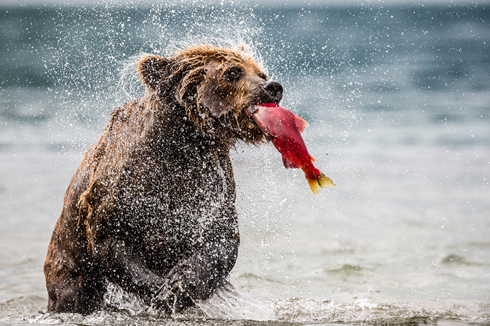 marco-loaldi-(italy)----bear-and-salmon.jpg