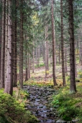 eriksvec-krkonose.jpg
