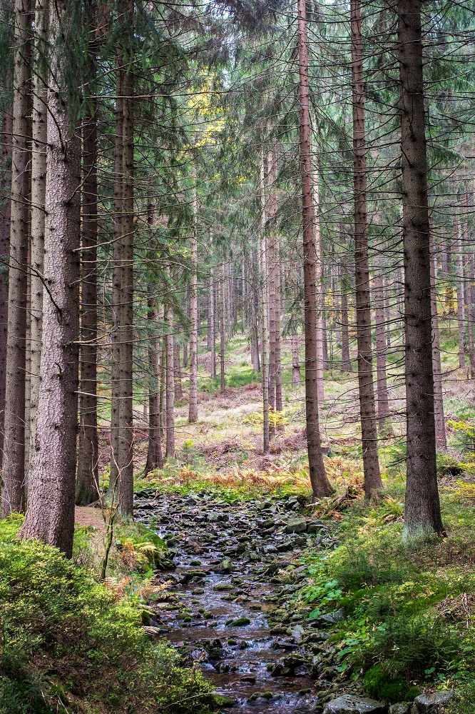 eriksvec-krkonose.jpg