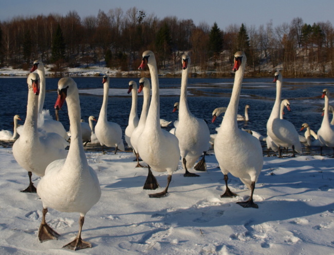 v-jednote-je-sila-4fad167b6354c-650x496.jpg