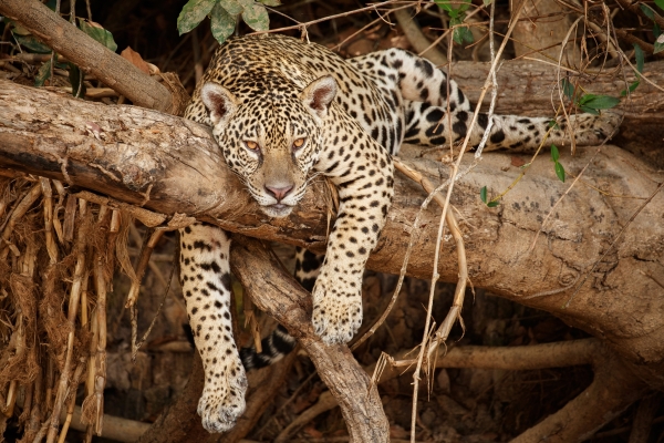 american-jaguar-vladimir-cech-jr.jpg