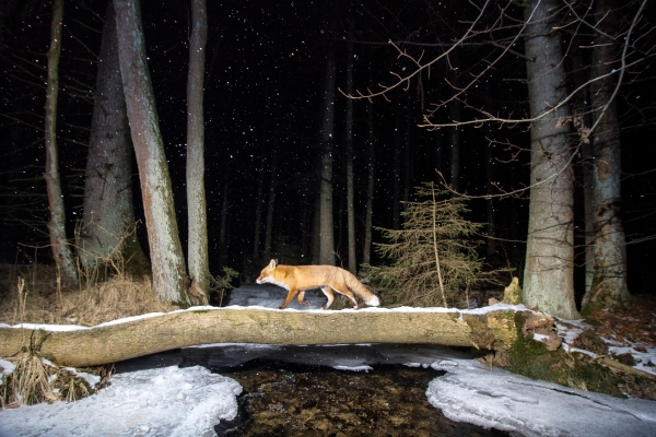 fox.jpg