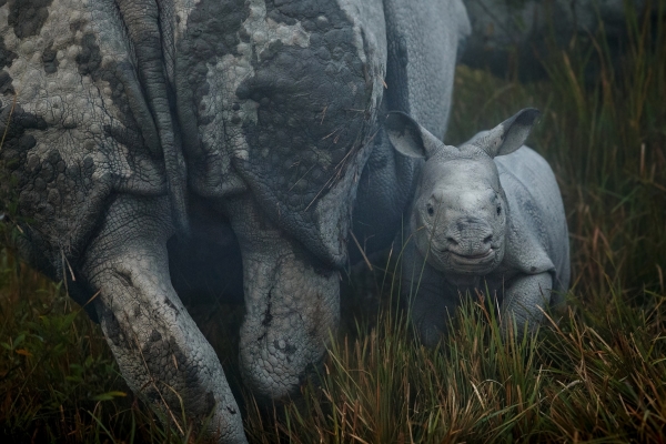 indian-rhinoceros-mother-and-calf.jpg