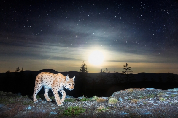 lynx-lynx.jpg