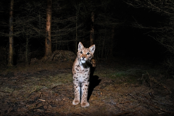 lynx.jpg