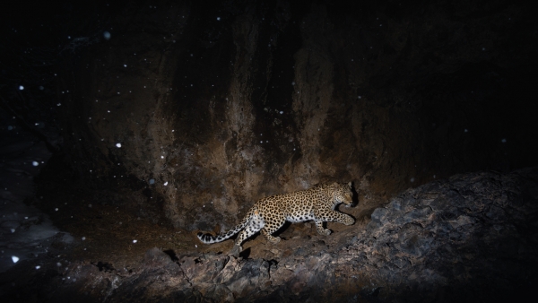persian-leopard-stacked.jpg