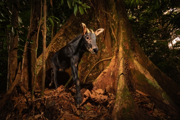 sumatran-serow-(capricornis-sumatraensis).jpg