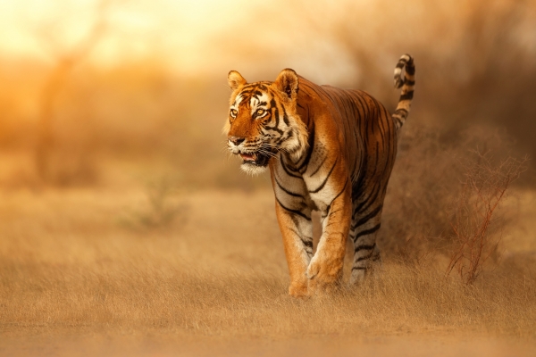 the-tiger.jpg