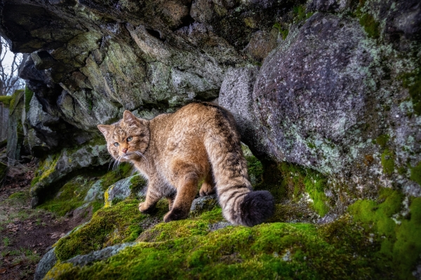 wildcat.jpg