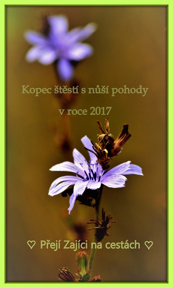 ales-zajicek.jpg