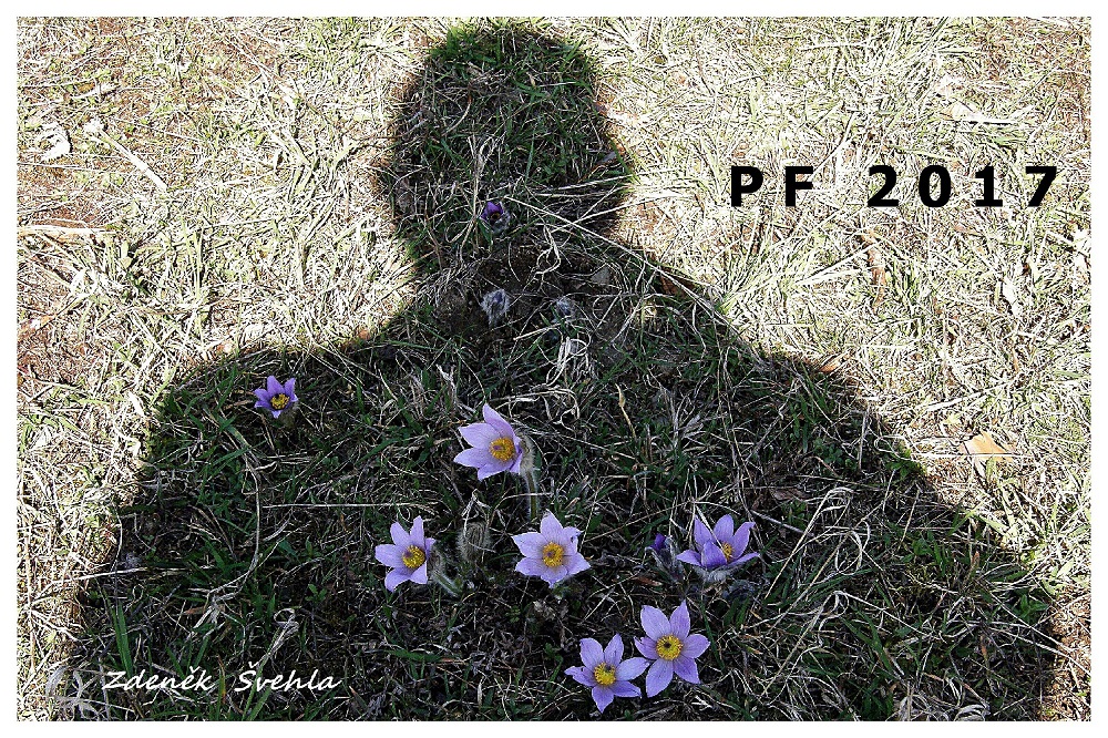 zdenek-svehla--(2).jpg