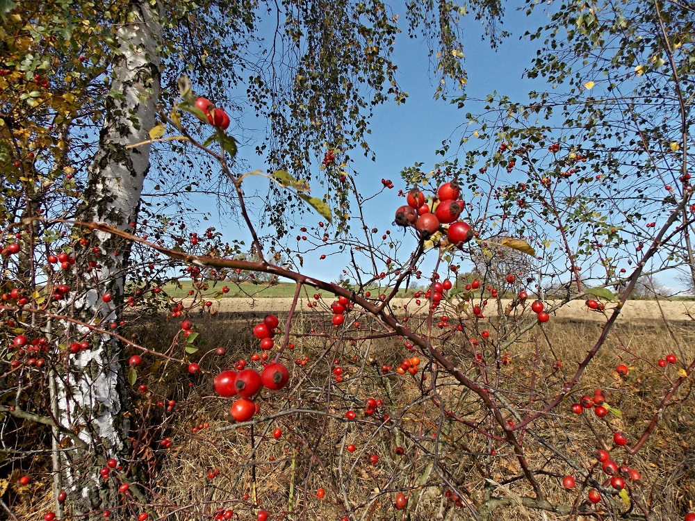 jiri-skuta---cas-sipku.jpg