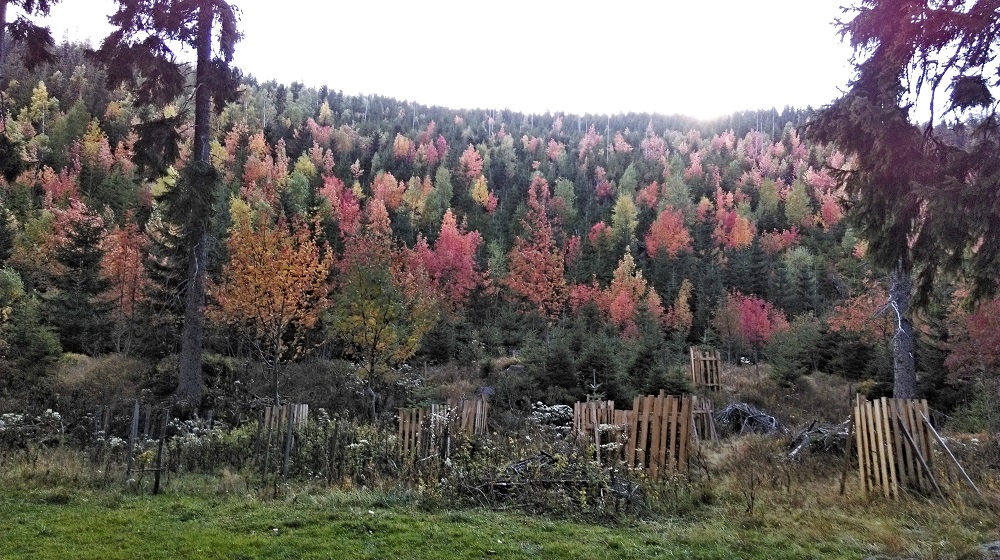 jiri-skuta---krkonose---modry-dul.jpg