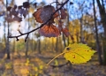 kveta-novotna--(opadani).jpg