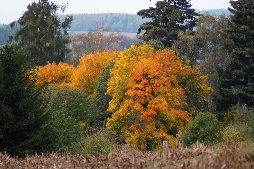 oldrich-vosyka-3.jpg