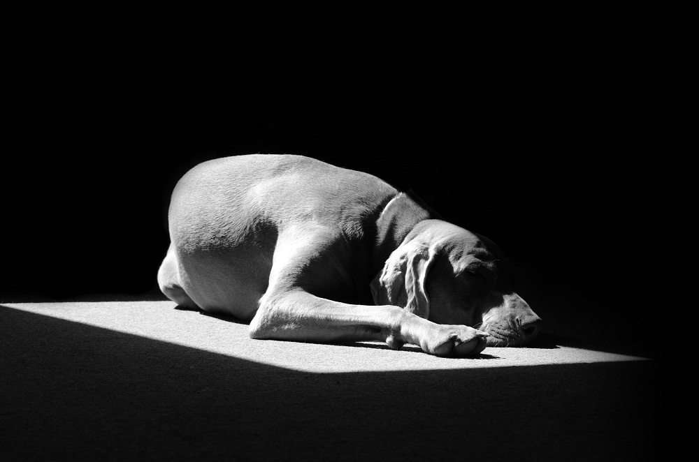 katerina-krejcarova--dog-.jpg