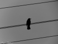 tereza-pliskova-bird.jpg