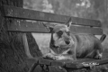 tereza-pliskova-dog.jpg