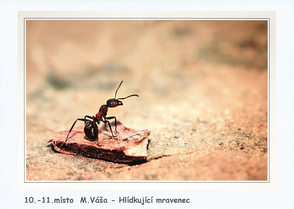 12_55.ročník MO Nekázanka
